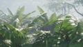 Beautiful Jungle And Green Ferns In The Rainforest. View Of The Green Forest In The Jungle On A Sunny Morning. 3D