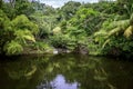 Beautiful Jungle Lake Royalty Free Stock Photo
