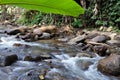 Beautiful jungle at Mae Kampong in Chiang Mai province, Thailand.