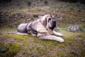 Beautiful junior dog of Spanish Mastiff Breed on the grass Royalty Free Stock Photo