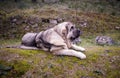 Beautiful junior dog of Spanish Mastiff Breed on the grass Royalty Free Stock Photo