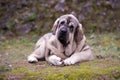 Beautiful junior dog of Spanish Mastiff Breed on the grass Royalty Free Stock Photo