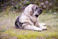 Beautiful junior dog of Spanish Mastiff Breed on the grass Royalty Free Stock Photo