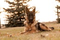 A junior german shepherd dog resting in a backyard