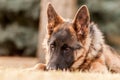 A junior german shepherd dog resting in a backyard