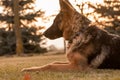 A junior german shepherd dog resting in a backyard