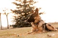 A junior german shepherd dog resting in a backyard