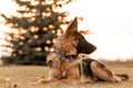 A junior german shepherd dog resting in a backyard