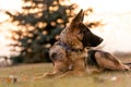 A junior german shepherd dog resting in a backyard