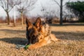 A junior german shepherd dog resting and playing with a ball in a backyard Royalty Free Stock Photo