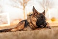 A junior german shepherd dog resting and playing with a ball in a backyard Royalty Free Stock Photo