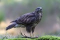 Beautiful juvenile Common Buzzard Buteo buteo. Royalty Free Stock Photo