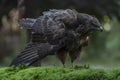 Beautiful juvenile Common Buzzard Buteo buteo.