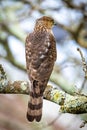 Beautiful juvenile Coopers Hawk close up portrait Royalty Free Stock Photo