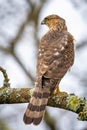 Beautiful juvenile Coopers Hawk close up portrait Royalty Free Stock Photo