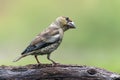 Beautiful juvenile Hawfinch Coccothraustes coccothraustes on a branch