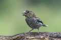Beautiful juvenile Hawfinch Coccothraustes coccothraustes on a branch