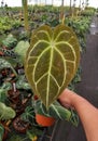 Holding a beautiful juvenile leaf of Anthurium Magnificum