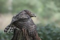 Beautiful juvenile Northern Goshawk juvenile Accipiter gentilis on a branch in the forest of Noord Brabant in the Netherlands.