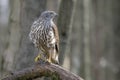 Juvenile Northern Goshawk Accipiter gentilis on a branch in the forest of Noord Holland Huizen in the Netherlands. Royalty Free Stock Photo