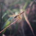 Beautiful juvenile orange butterfly in cilacap Indonesia 12 September 20