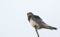 A beautiful juvenile Swallow Hirundo rustica perching on a tree. Royalty Free Stock Photo