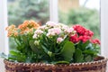 Beautiful Kalanchoe Calandiva flowers on window sill Royalty Free Stock Photo