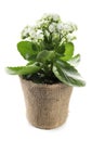 Beautiful kalanchoe flower in pot isolated on white Royalty Free Stock Photo