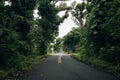 Beautiful Kalapana road with tree. Kapoho road