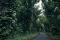 Beautiful Kalapana road with tree. Kapoho road