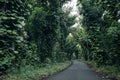 Beautiful Kalapana road with tree. Kapoho road