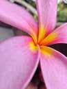 Beautiful kambija flowers. Dominated by a bright pink color, it seems to dispel the myth about the haunted frangipani tree. Royalty Free Stock Photo