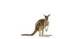 Beautiful kangaroo standing in alert position ON WHITE BACKGROUND WITH COPY SPACE isolated, white, Perth, Western Australia, Austr Royalty Free Stock Photo