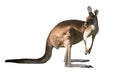 Beautiful kangaroo standing in alert position ON WHITE BACKGROUND WITH COPY SPACE isolated, white, Perth, Western Australia, Austr Royalty Free Stock Photo