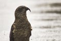 Kea mountain parrot, a mountain bird native to New Zealand (NZ, NZL) Royalty Free Stock Photo