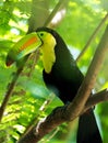 Beautiful keel billed or rainbow billed toucan.