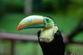 Keel billed colorful toucan in Costa Rica