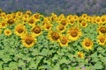 Beautiful Khao Chin Lae Sunflower Field in Lopburi, Thailand