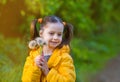 Beautiful kid girl with ponytails in a yellow jacket holds white fluffy dandelions and smiles Royalty Free Stock Photo