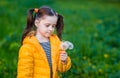 Beautiful kid girl with ponytails in a yellow jacket holds white fluffy dandelions and smiles Royalty Free Stock Photo