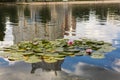 Beautiful Kiev city park lake of lotuses with many multi-colored water lilies