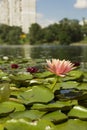 Beautiful Kiev city park lake of lotuses with many multi-colored water lilies