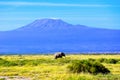 Beautiful Kilimanjaro mountain and elephant, Kenya, Africa