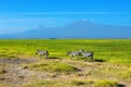 Beautiful Kilimanjaro mountain and zebras, Kenya