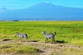 Beautiful Kilimanjaro mountain and zebras, Kenya Royalty Free Stock Photo