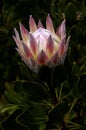 This beautiful King Protea is beginning to open up and bloom showing its pink petals. Royalty Free Stock Photo