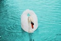 beautiful king swan in blue water Royalty Free Stock Photo