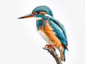 Beautiful Kingfisher (Alcedo atthis)