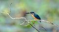 Beautiful kingfisher bird enjoying the morning meal, catch a small fish and perch on a bare tree branch above the lake