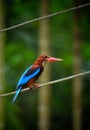 Beautiful kingfisher bird, fishing kingfisher,blue brown stripe kingfisher,water kingfisher